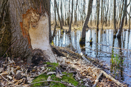 Tree trunk with marks of beaver teeth on sunny dayの写真素材