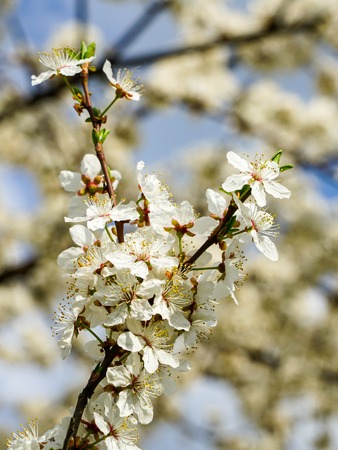 white blossoms of plum trees in early spring, blurred backgroundの写真素材