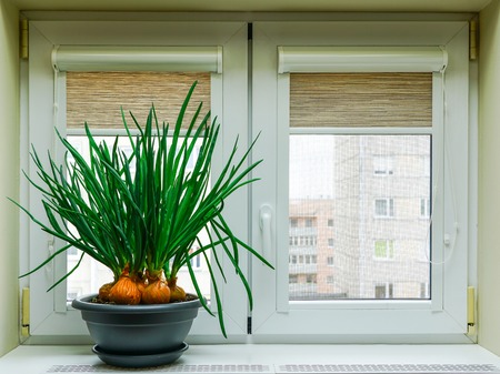 on the windowsill in the pot growing green onions, slim and tastyの写真素材