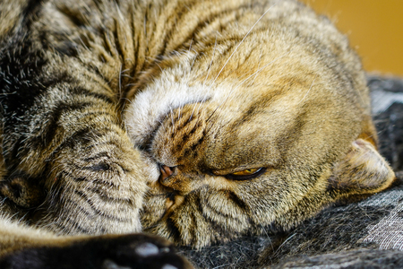 Beautiful brown stripped scottish fold cat sleeping against a blurred backgroundの写真素材