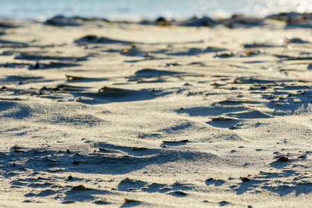 The art of the wind, white shells in the sand on the beach