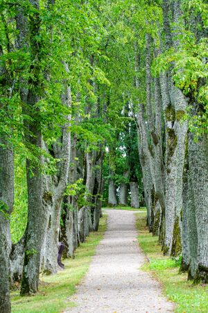 tree alley in summer with a gravel footpath, park road perspective with tree rowsの写真素材