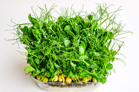 bunch of green pea sprouts growing in pot for microgreensの写真素材