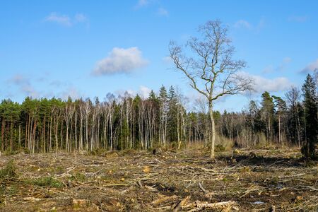 forest clearing, leaving one tree left on a blue sky backgroundの写真素材