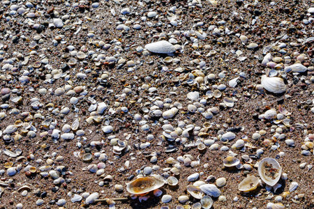 sea shore sand covered with many shells, beautiful background