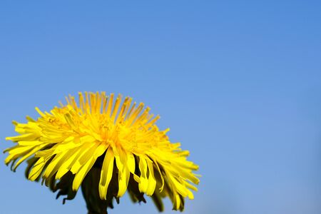bright yellow dandelion closeup, blue sky background with copy spaceの写真素材