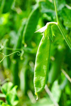 selective focus on fresh green pea pods in the vegetable gardenの写真素材