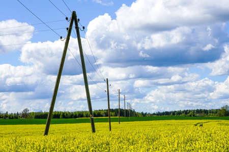 landscape with flowering fields, wooden power transmission poles and blue sky with white cloudsの写真素材