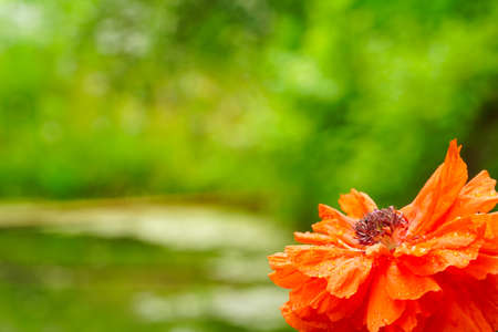 red poppy flower with raindrops on a blurred green natural backgroundの写真素材