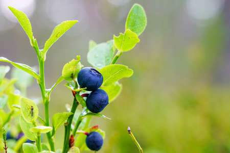 ripe wild blueberries on the bush in the forest on a blurred backgroundの写真素材