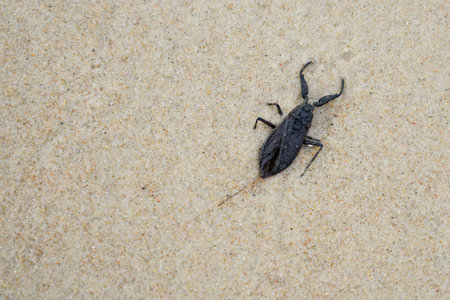 Nepa cinerea is a species of water scorpion, Nepidae, found in most of Europe, this specimen can be...