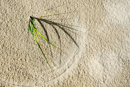 a beautiful drawing of lyme grass stalks and wind in the sand of the seasideの写真素材