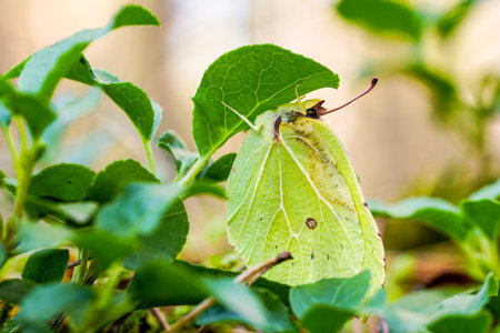 common brimstone butterfly hiding under green leaves during rainy autumn