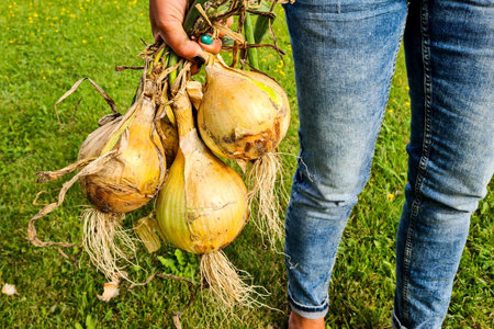 bunch of fresh organic onions in the hands of women farmers