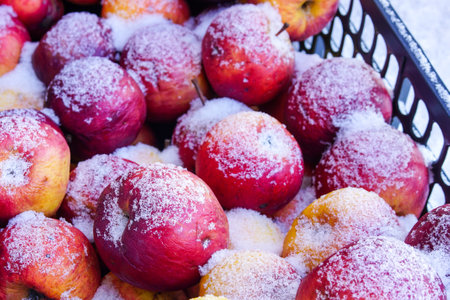 frosted and frozen fresh red apples in a plastic boxの写真素材