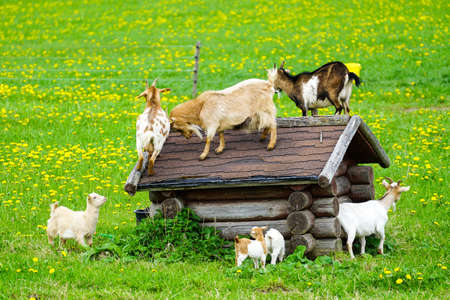 goats family in the flowering pasture fighting for a place on the roof of a small hutの写真素材