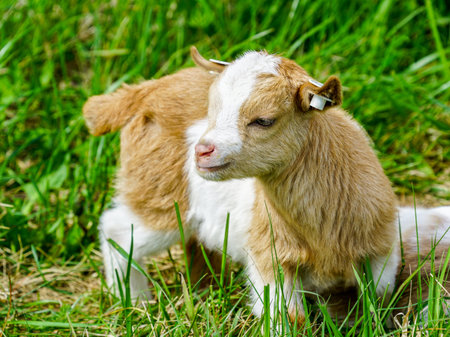 lovely smiling spotted young goat kid standing in a green grass