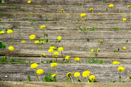 beautiful view of yellow dandelion flowers on the background of old boardsの写真素材