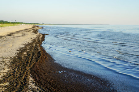view of the Baltic Sea coastline, covered with washed out sea grass