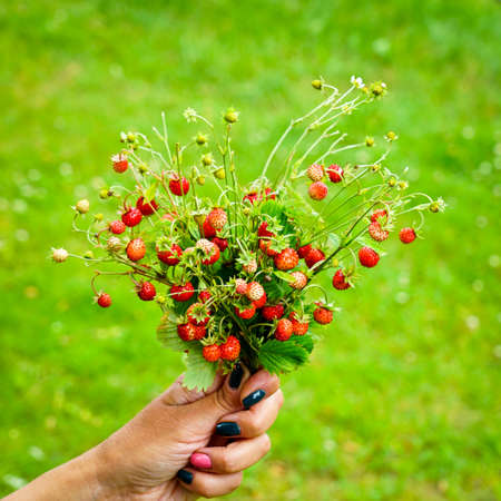 A bunch of fresh wild strawberries with leaves in a woman's hand on a green backgroundの写真素材