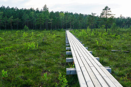 wooden plank footpath in forest for hiking in wild nature, summer scene in a swampy areaの写真素材