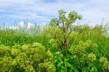 baltic sea shore meadow closeup with reeds and other plants on a background of blue skyの写真素材