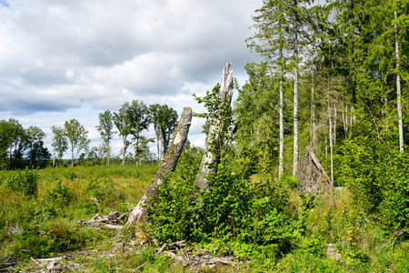 wild wooded landscape in central europe during the summer