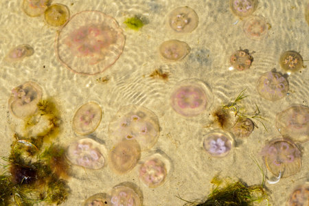 many jellyfish on baltic sea sandy beach shallow water