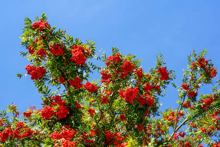 Bunches with ripe berries of red mountain ash on a branch with green leaves on a blue sky backgroundの写真素材
