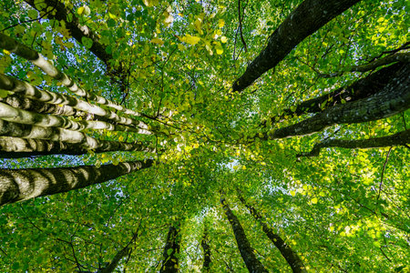beautiful view from the bottom up on the deciduous forest canopy in summer