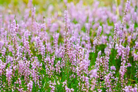 Blooming wild pink violet heather flowers in forestの写真素材