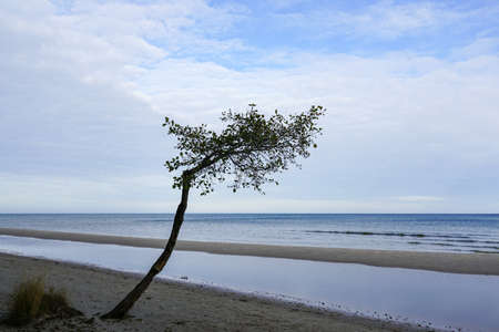 abstract view with lonely thin tree with a curved trunk by the sea on a blue sky backgroundの写真素材