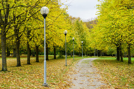 colorful autumn landscape in the park with a tree alley, fallen leaves and lamppostsの写真素材