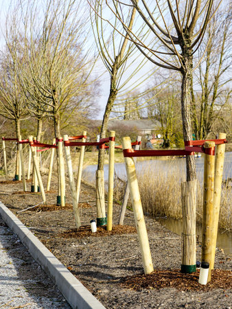 improvement of the city infrastructure, newly planted trees at roadside with three stakes to support...
