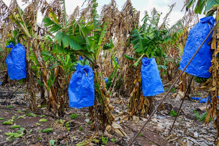 A bunch of green bananas covered with a blue polyethylene film ripens on a palm tree in a plantation in Cyprusの写真素材