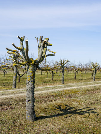 A beautiful cut of the crown of linden branches in spring made by a professional arborist