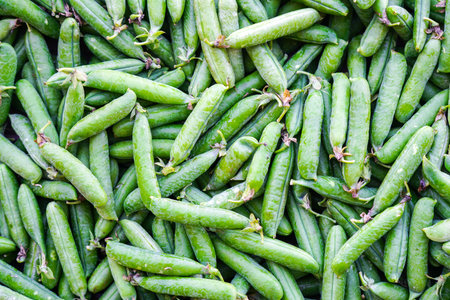 Agricultural production background, fresh ripe and organic green pea pods
