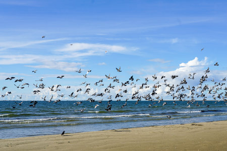 Flock of pigeons flapping wings takes off from a sandy Baltic Sea beach against a blue sky...