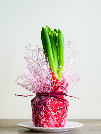 Small unbloomed hyacinth flower bud in a pot covered with red paper and decorative mesh on a light background, a beautiful spring giftの写真素材