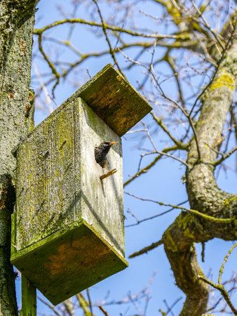 Birdlife in early spring, european common starling in the entrance of a wooden birdhouse, blue sky backgrundの写真素材