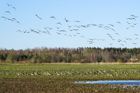 Bird life in early spring, a flock of wild geese foraging in an agricultural field, blue sky...