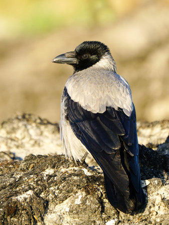 Hooded crow, Corvus cornix, grey crow, beautiful profile portrait on Baltic sandy seashoreの写真素材