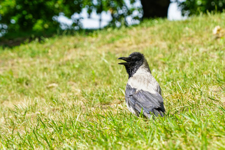 Gray and black hooded crow bird sitting in grass with open beak on green blurred background, hoodie in grassの写真素材