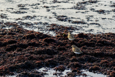 Shorebird Sanderling Calidris alba on the shore of the Baltic Sea foraging on a pile of washed up...