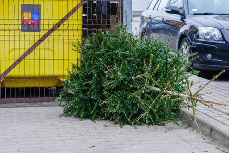 Discarded Christmas tree after holiday, green Xmas tree by the garbage can after New Year holidays,...
