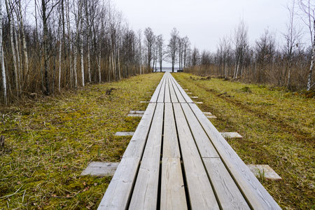 A landscape with a long wooden boardwalk across a marshy shore to a lake in early spring, perspective viewの写真素材
