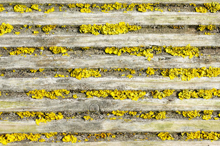 Closeup of dry yellow moss on outdoor terrace profiled wooden boards, mossy terrace boards, lichens on terrace boardsの写真素材