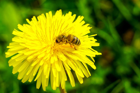 Bee or honey bee adorned with pollen sucks nectar from a yellow dandelion flower, bee collecting...