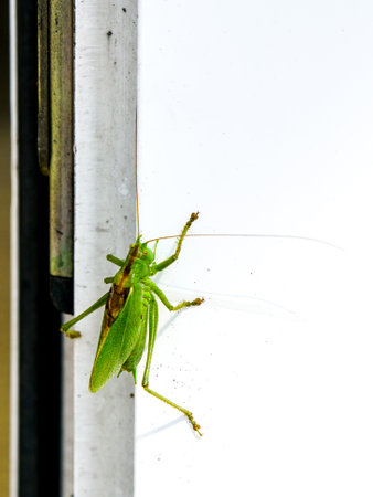 A curious great green bush-cricket grasshopper with very long thin antennae whiskers sits on the window ledge, insect life in an urban environmentの写真素材