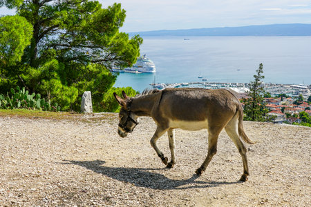 A donkey graze in a suburban park on Marjan Hill in Split, Croatia, the donkey is walkingの写真素材
